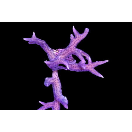 Seriatopora histrix Rose 2-4 cm