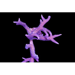 Seriatopora histrix Rose 4-6 cm