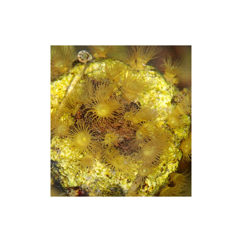 Parazoanthus gracilis jaune 6-10 pol.