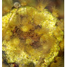 Parazoanthus gracilis jaune 6-10 pol.