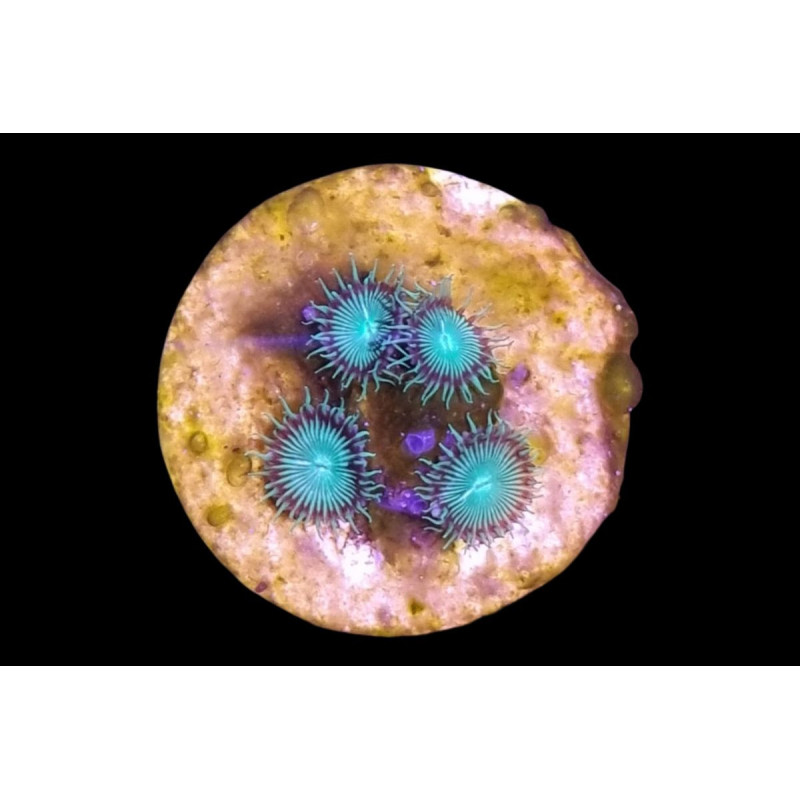 Protopalythoa sp. Nuclear Green 4-6 pol.