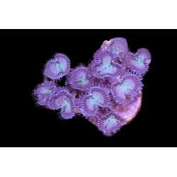 Palythoa sp. Gris-Vert 8-12 polypes
