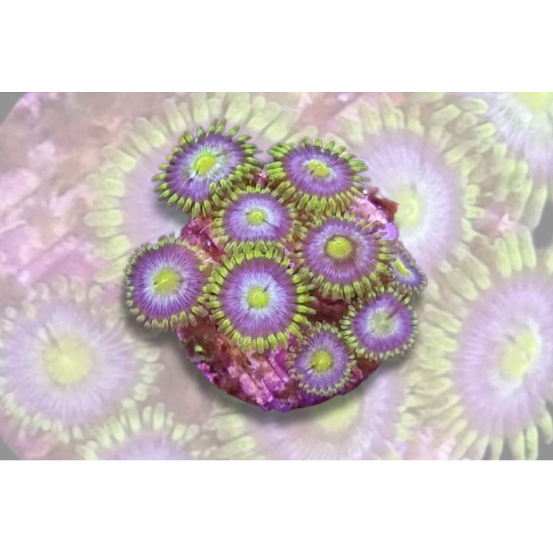 Zoanthus sp. Blue Pop Reverse 4-6 pol.