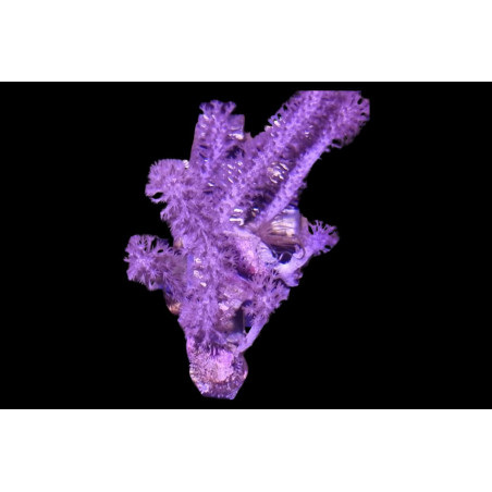 Plexaurella sp. Gorgone 6-9 cm