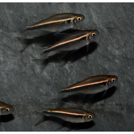 Hyphessobrycon herbertaxelrodi (Néon noir) 3 cm