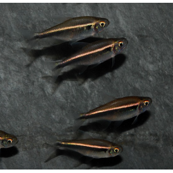 Hyphessobrycon herbertaxelrodi (Néon noir) 2,5 cm