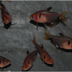 Hyphessobrycon eques (callistus - serpae) (Tétra sang) 2,5 cm