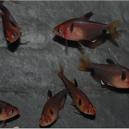 Hyphessobrycon eques (callistus - serpae) (Tétra sang) 2,5 cm