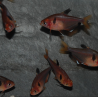 Hyphessobrycon eques (callistus - serpae) (Tétra sang) 2,5 cm