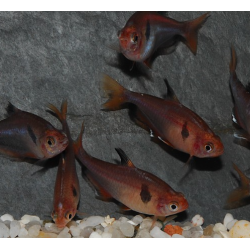Hyphessobrycon eques (callistus - serpae) (Tétra sang) 2,5 cm
