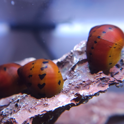 Neritina turrita - Escargot Turrita