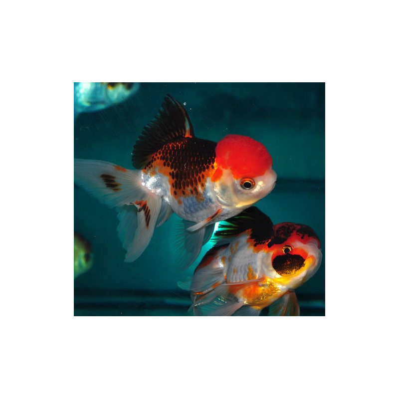 Carassius auratus voile (Oranda Tricolor Grade A) 6-6,5 cm