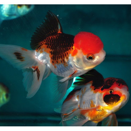 Carassius auratus voile (Oranda Tricolor Grade A) 6-6,5 cm