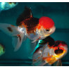 Carassius auratus voile (Oranda Tricolor Grade A) 6-6,5 cm