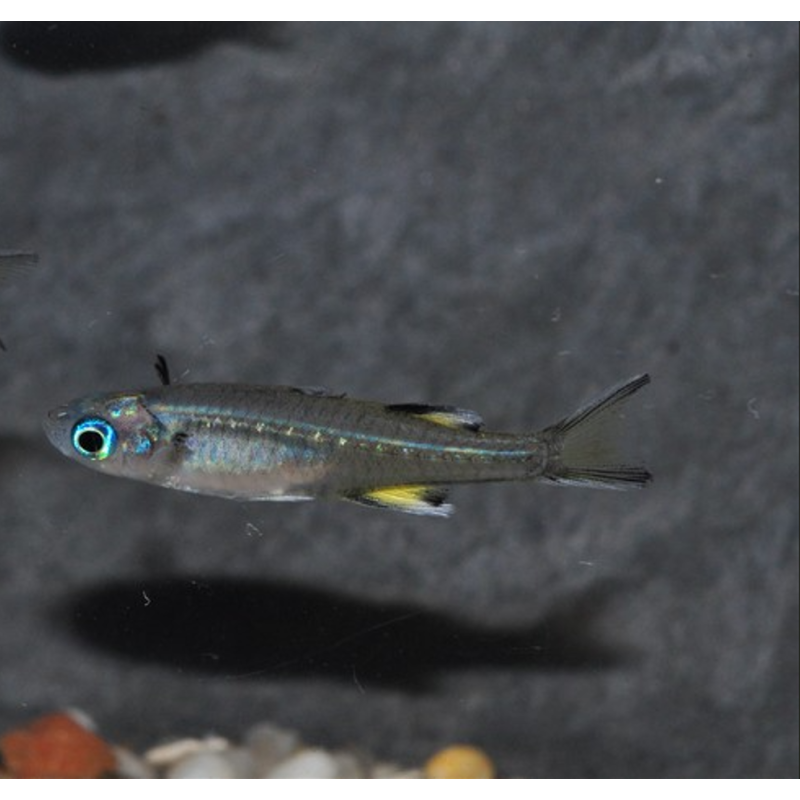 Pseudomugil signifer (Athérine papillon) 1,5 cm