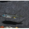 Pseudomugil signifer (Athérine papillon) 1,5 cm