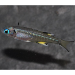Pseudomugil signifer (Athérine papillon) 1,5 cm