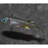 Pseudomugil signifer (Athérine papillon) 1,5 cm