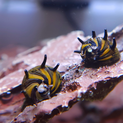 Clithon corona - Sunsnail
