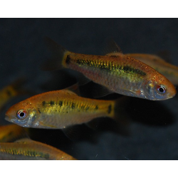 Puntius (Barbus) sachsii - schuberti 3 cm