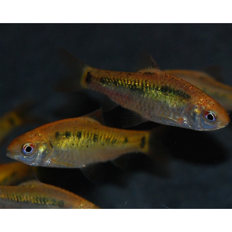 Puntius (Barbus) sachsii - schuberti 3 cm