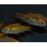 Puntius (Barbus) sachsii - schuberti 3 cm