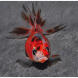 Carassius auratus voile (Ryukin Calico grade A) 7-8,5 cm
