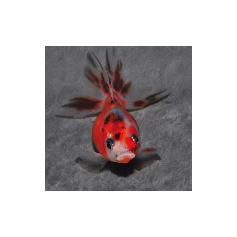 Carassius auratus voile (Ryukin Calico grade A) 7-8,5 cm