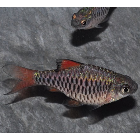 Puntius (Barbus) oligolepis 2,5 cm