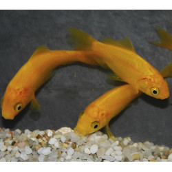 Carassius auratus (Poisson jaune) 9-12 cm