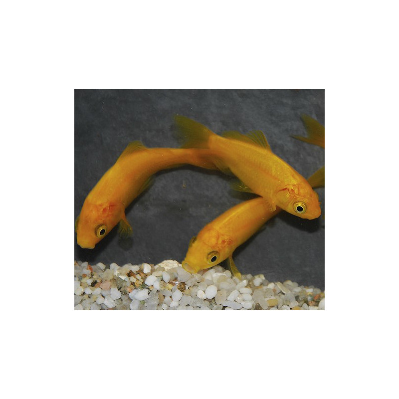 Carassius auratus (Poisson jaune) 9-12 cm