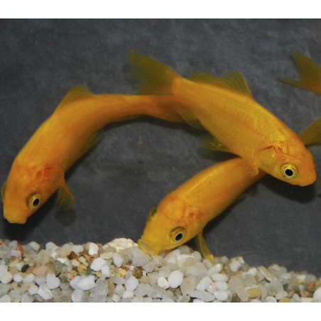 Carassius auratus (Poisson jaune) 9-12 cm