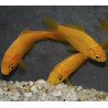 Carassius auratus (Poisson jaune) 9-12 cm