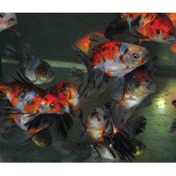 Carassius auratus voile (Fantail calico) 3,5 cm