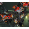 Carassius auratus voile (Fantail calico) 3,5 cm