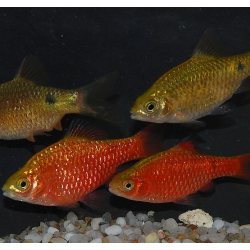 Pethia (Barbus) conchonius 5-5,5 cm