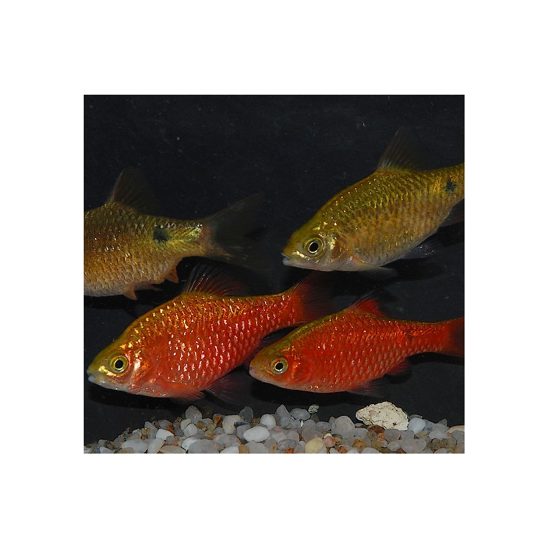 Pethia (Barbus) conchonius 5-5,5 cm