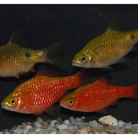 Pethia (Barbus) conchonius 5-5,5 cm