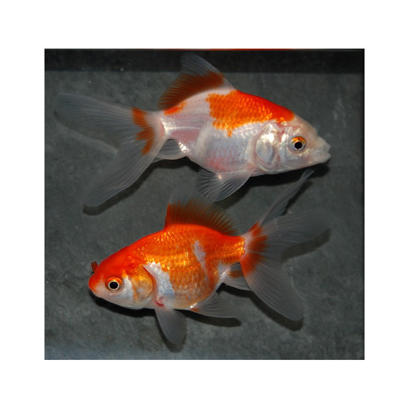 Carassius auratus voile (Fantail rouge et blanc) 3,5 cm