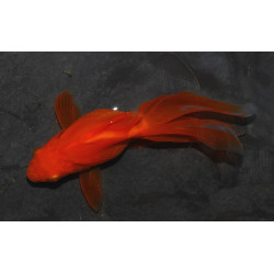 Carassius auratus voile (Fantail rouge) 4-4,5 cm