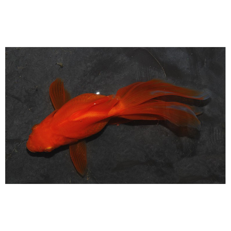 Carassius auratus voile (Fantail rouge) 4-4,5 cm