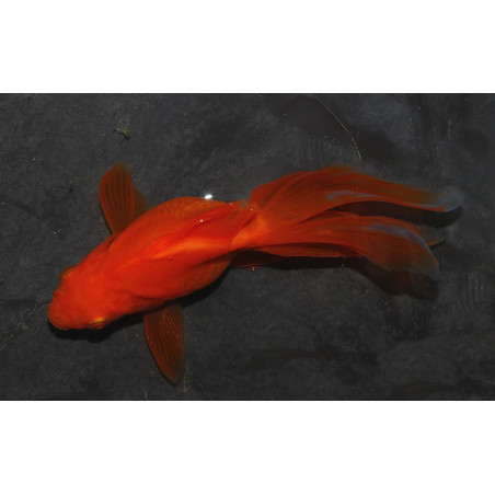 Carassius auratus voile (Fantail rouge) 4-4,5 cm