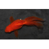 Carassius auratus voile (Fantail rouge) 4-4,5 cm