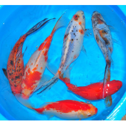 Carassius auratus assortis 7-9 cm