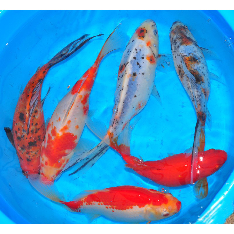 Carassius auratus assortis 7-9 cm