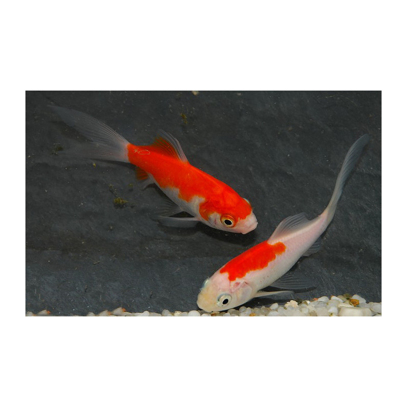 Carassius auratus (Comète rouge et blanche - Saraza) 3,5 cm