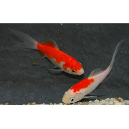 Carassius auratus (Comète rouge et blanche - Saraza) 3,5 cm