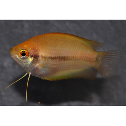 Trichogaster chuna (Colisa chuna) gold 3 cm