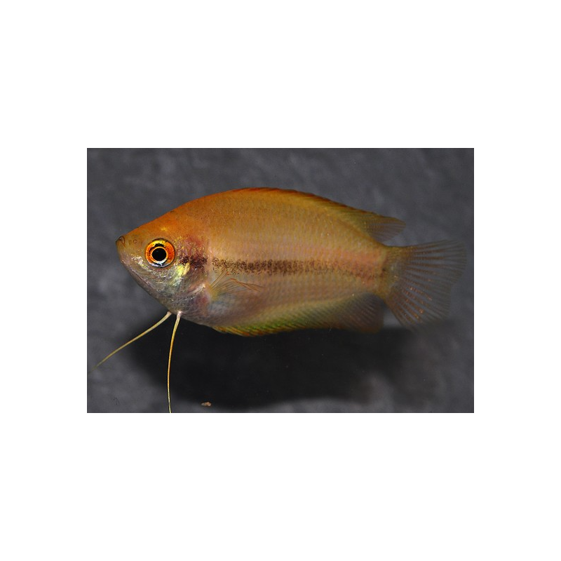 Trichogaster chuna (Colisa chuna) gold 3 cm