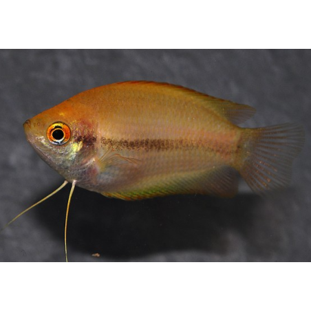 Trichogaster chuna (Colisa chuna) gold 3 cm